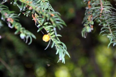 taxus fructo luteo marnay 21 sept 2013 145 (3).jpg