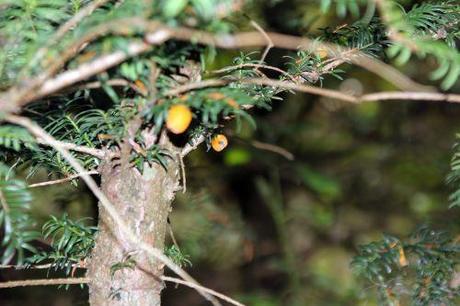 taxus fructo luteo marnay 21 sept 2013 145 (2).jpg