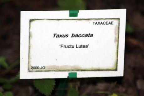 taxus fructo luteo marnay 21 sept 2013 145 (4).jpg