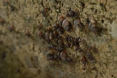 Dans le lavoir d'Amance