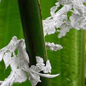 102,intro,Expo_Noces-vegetales_Tzuri-Gueta3