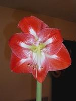 Astuce amaryllis en vase