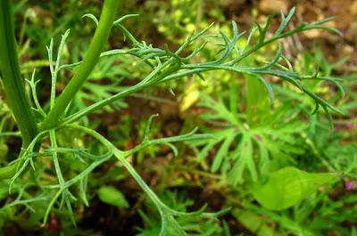 Adonis flammea : 2100 taxons dans Le Monde de Lupa