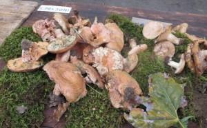 Fête des champignons à Châteaudouble