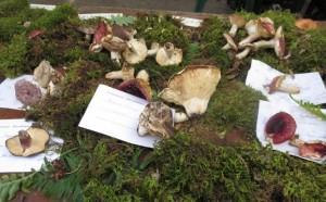 Fête des champignons à Châteaudouble