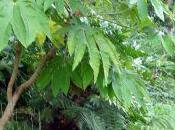 Tetrapanax papyrifera