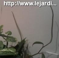 Peperomia Scandens