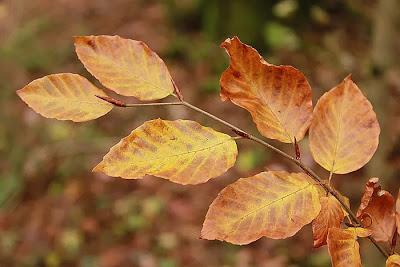 Fin d'automne au vallon Sainte-Anne