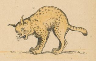 Le lynx ou le loup-cervier