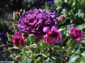 calendrier lunaire jardinier Décembre 2013