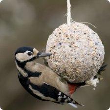 oiseau picorant une boule de graisse