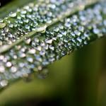 Perles de rosée sur un brin de verdure