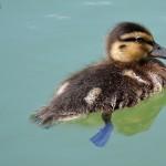 Caneton sur le canal