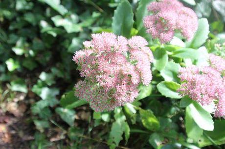 6 sedum veneux 21 sept 2013 006 (3).jpg