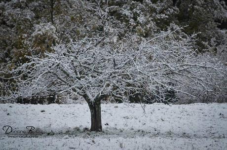 1452171_593143384066927_1948279658_n