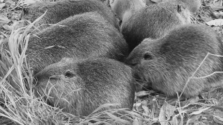 ragondins en tas P1400928