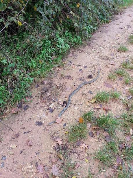 Trail World Tour, Via Francigena, étape 39 en images...