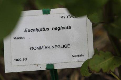 eucalyptus neglecta marnay 21 sept 2013 061 (5).jpg