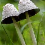 Couple de champignons