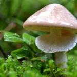 Champignon à collerette