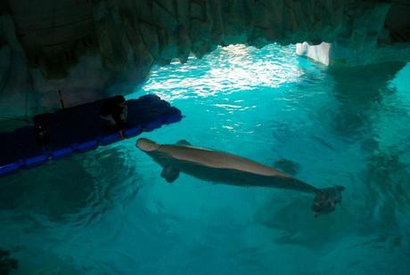 Valencia Oceonografic aquarium