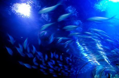 La Cité des Arts et des Sciences de Valencia : ludique et somptueuse Valencia Oceonografic aquarium