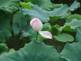 Le lotus rose