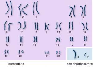 INFERTILITÉ: A-t-on vraiment besoin du chromosome Y? – Science Express