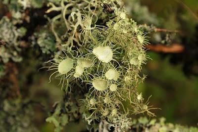 Ciel, lichen, champignon et autres voluptés sexeyforgeoises