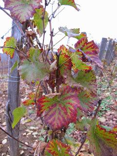 Back to / from Burgundy