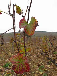 Back to / from Burgundy