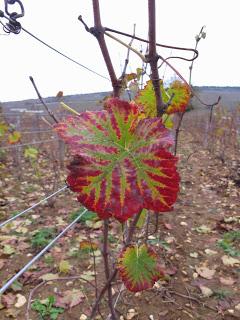 Back to / from Burgundy