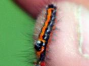 Vandalisme, l'équipe