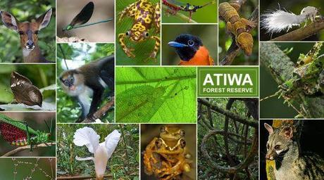 Ghana : Aidez nous à sauver la forêt d'Atiwa