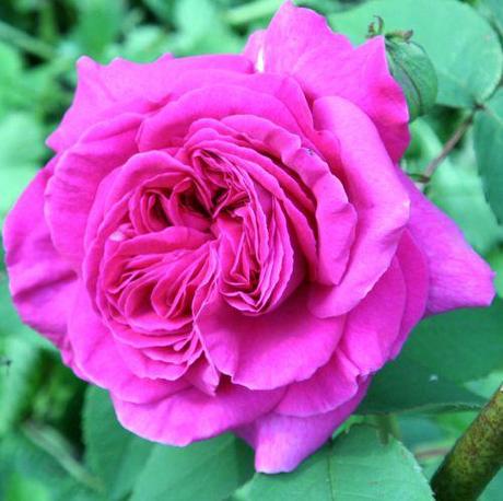 2 rose rejet  22 mai 2008 045.jpg