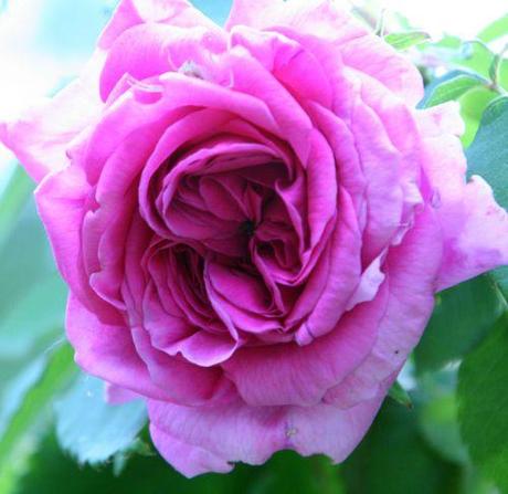 1 rose mme isaac  22 mai 2008 046.jpg