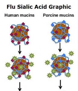 GRIPPE: Comment le virus se dégage du piège gluant du mucus – Virology Journal