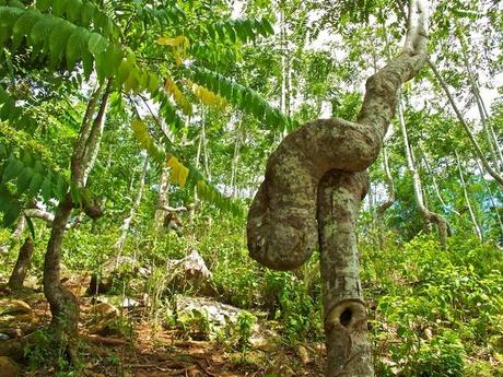 Blog de domguyanais : JOURNAL DE L'AMAZONIE EN EVOLUTION, Le plus grand Herbier du Monde !