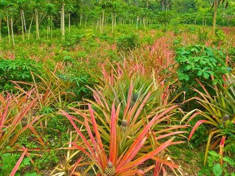 Blog de domguyanais : JOURNAL DE L'AMAZONIE EN EVOLUTION, Le plus grand Herbier du Monde !