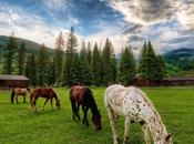 Escapade romantique dans ranch: bonne idée cadeau