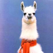 8 choses que vous ne saviez pas sur les lamas