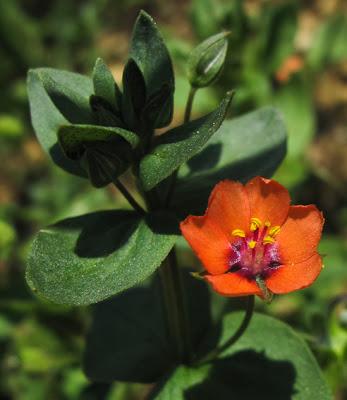 Deux couleurs pour le Mouron des champs (Anagallis arvensis)