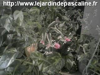 Bouquet de fleur de fin novembre