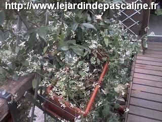 Bouquet de fleur de fin novembre