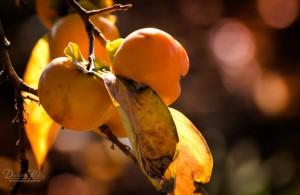 1467447_592766070771325_1384656397_n