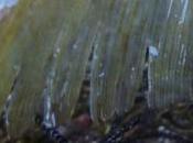 Scflyshop: laissez vous guider