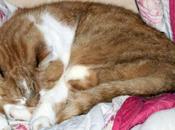 temps mettre chat dehors