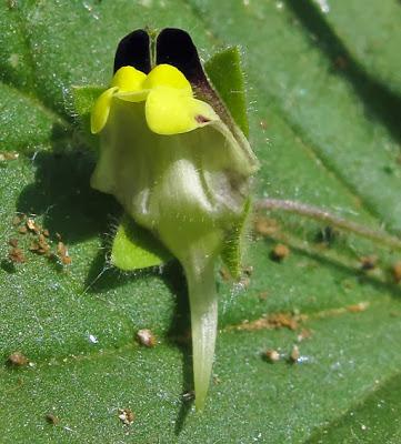 Kickxia spuria (Linaire bâtarde)