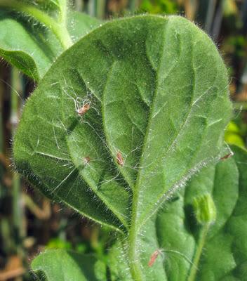 Kickxia spuria (Linaire bâtarde)