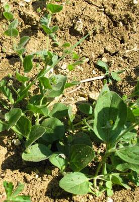 Kickxia spuria (Linaire bâtarde)